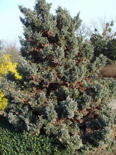 Chamaecyparis pisifera 'Boulevard'